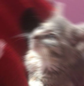 Meet your Posher, Beth